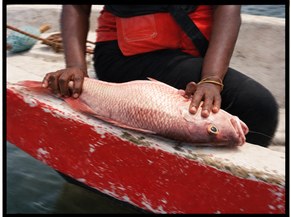 A fish laid out on a boat's deck