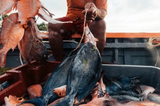 Fresh catch on a boat