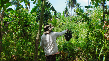 A guide carrying coconut through dense jungle growth