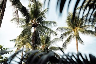 Coconut palms